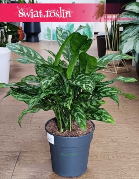 Duża Aglonema Maria do kupienia z dostawą ze sklepu internetowego, Wielka Aglaonema Maria