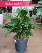 Duża Aglonema Maria do kupienia z dostawą ze sklepu internetowego, Wielka Aglaonema Maria