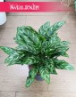 Duża Aglonema Maria, Wielka Aglaonema Maria roślina z filmu do kupienia ze sklepu internetowego online