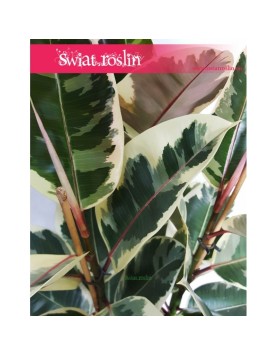 Ficus Elastica Tineke, Fikus Elastica Tineke, Figowiec Sprężysty Tineke, sklep z roślinami online internetowy
