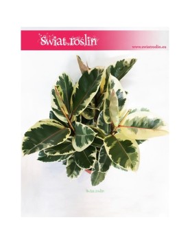 Ficus Elastica Tineke, Fikus Elastica Tineke, Figowiec Sprężysty Tineke, modne rośliny doniczkowe sklep internetowy online