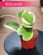 Hoya Kerrii Variegata, Hoja Kerrii Variegata, Hoya Hearts Variegata roślina w kształcie serca kup online