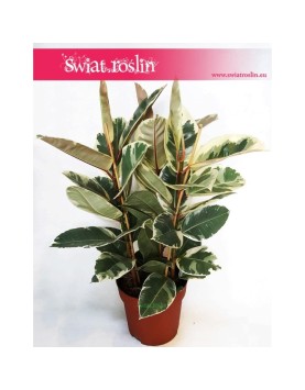 Ficus Elastica Tineke, Fikus Elastica Tineke, Figowiec Sprężysty Tineke, wysyłka roślin sklep online