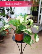 Epipremnum Pinnatum Manjula do kupienia w sklepie internetowym online, Scindapsus Pinnatum Manjula