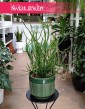 Wilczomlecz Ołówkowy, Euphorbia Tirucalli w najlepszej cenie w sklepie online, Wilczomlecz Palczasty, Roślina  Patyczak