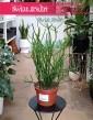 Wilczomlecz Ołówkowy, Euphorbia Tirucalli dostępny w sklepie w Krakowie wysyłka,  Roślina  Patyczak