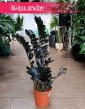 Kolekcjonerski Zamiokulkas Raven do kupienia w Krakowie w sklepie z roślinami lub online z dostawą, Zamioculcas Raven
