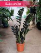 Łatwy w uprawie Zamiokulkas Raven kup w sklep internetowy online wraz z  wysyłką, Zamioculcas Raven