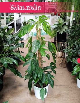 Epipremnum Pinnatum Albo Variegata