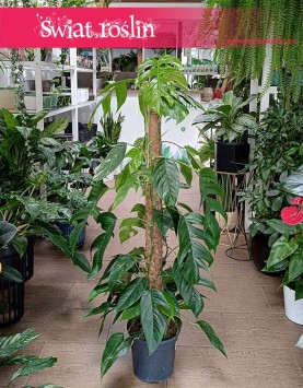 Epipremnum Pinnatum Albo Variegata kup online w sklepie internetowy z dostawą ze sklepu z Krakowie