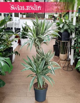 oczyszczająca powietrze Dracaena Fragrans White Stripe, Dracena Wonna White Stripe do kupienia w sklepie w Krakowie lub online