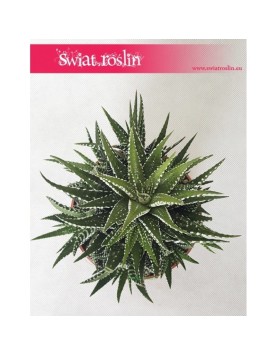 Haworsja Pasiasta, Haworthia Fasciata, Haworcja Pasiasta 1