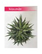 Haworsja Pasiasta, Haworthia Fasciata, Haworcja Pasiasta 1