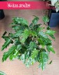 oczyszczający powietrze Filodendron Xanadu, Philodendron Xanadu, Thaumatophyllum Xanadu