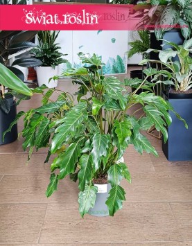 Filodendron Xanadu, Philodendron Xanadu najlepsza cena ze sklepu online internetowego, Thaumatophyllum Xanadu