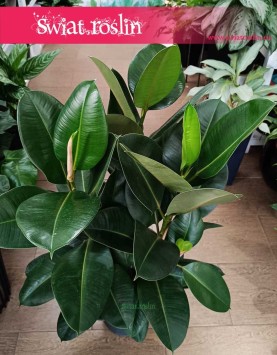 Wielki Fikus sprężysty Robusta, Wielki Figowiec sprężysty Robusta, Duży Ficus Elastica Robusta do biura do mieszkania do salonu