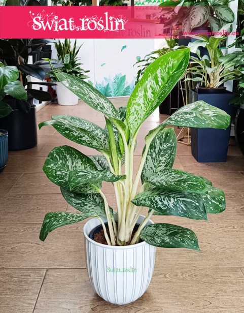 Aglonema Britt, Aglaonema Britt