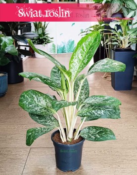 oczyszczająca powietrze Aglonema Britt do kupienia online, Aglaonema Britt