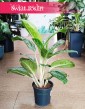 kolekcjonerska Aglonema Britt do kupienia online lub w Krakowie, Aglaonema Britt