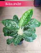 łatwa w uprawie Aglonema Britt, Aglaonema Britt w sklepie internetowym z dostawą