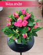 Euphorbia Vulcanus Milii do kupienia w Krakowie z wysyłką do domu, Wilczomlecz Vulcanus Milii,