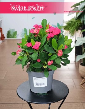 Euphorbia Vulcanus Milii do kupienie w sklepie internetowym online, Wilczomlecz Vulcanus Milii,