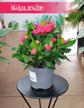 Euphorbia Vulcanus Milii łatwa w uprawie roślina z wysyłką do domu, Wilczomlecz Vulcanus Milii,