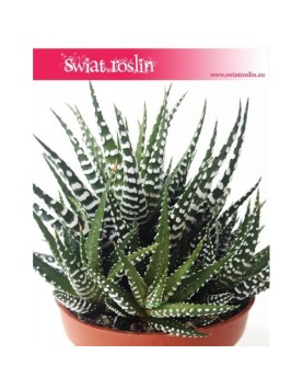 Haworsja Pasiasta, Haworthia Fasciata, Haworcja Pasiasta 2