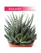 Haworsja Pasiasta, Haworthia Fasciata, Haworcja Pasiasta 2
