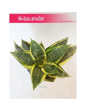 Sansevieria Hahnii Gold Star, Sansewieria Hahnii Gold Star, Sansewiera Gold Star, Wężownica 2