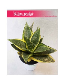 Sansevieria Hahnii Gold Star, Sansewieria Hahnii Gold Star, Sansewiera Gold Star, Wężownica 3