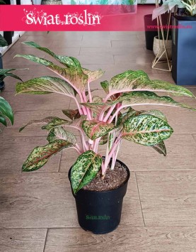 Aglonema Carnival Queen roslina o pięknych kolorowych liściach, Aglaonema Carnival Queen kup w sklepie