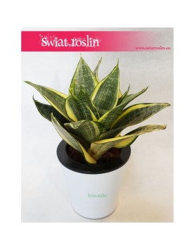 Sansevieria Hahnii Gold Star, Sansewieria Hahnii Gold Star, Sansewiera Gold Star, Wężownica 4