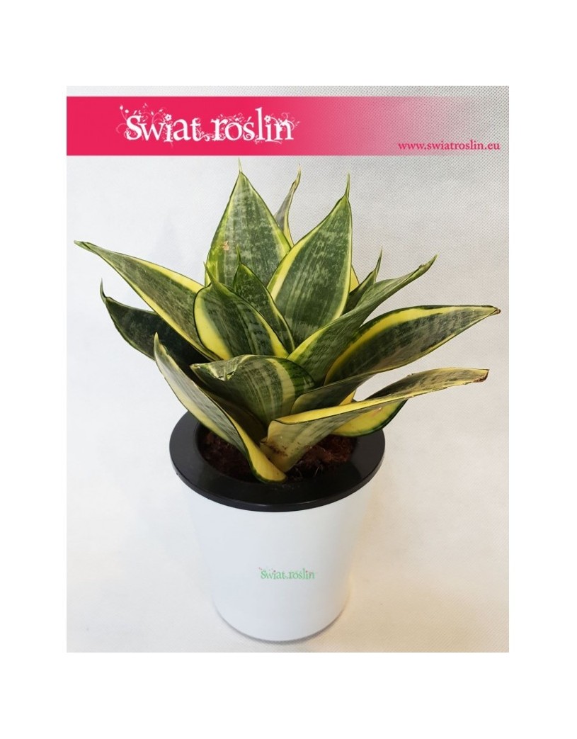 Sansevieria Hahnii Gold Star, Sansewieria Hahnii Gold Star, Sansewiera Gold Star, Wężownica 4