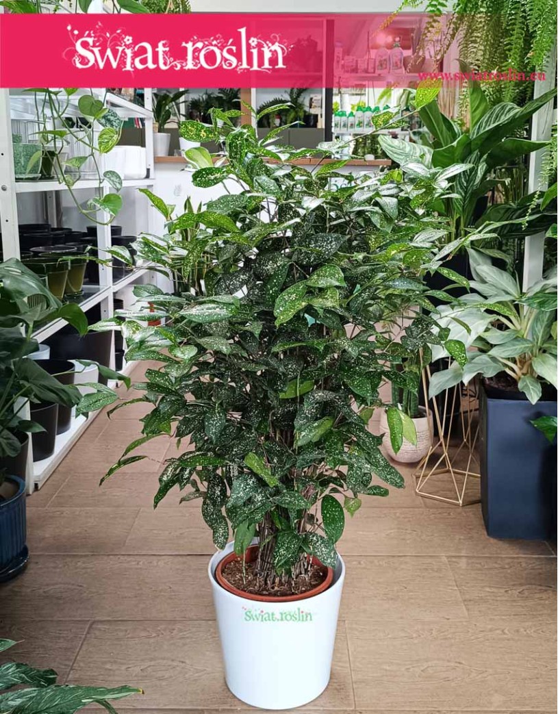 Dracena Godseffiana, Dracaena Godseffiana, Dracena rozgałęziona