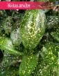 najlepsza cena Dracena Godseffiana oczyszczająca powietrze, Dracaena Godseffiana, Dracena rozgałęziona Smokowiec