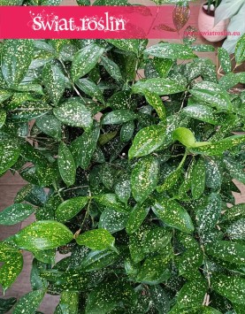 oczyszczająca powietrze Dracena Godseffiana, Dracaena Godseffiana, Dracena rozgałęziona