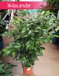sklep z kwiatami doniczkowymi roślinami doniczkowymi do kupienia Dracena Godseffiana, Dracaena Godseffiana, Dracena rozgałęziona