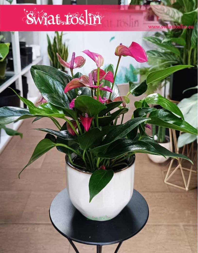 Anthurium Andraeanum Cirano, Anturium Andraeanum Cirano, Kitnia