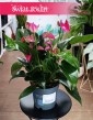 Anthurium Andraeanum Cirano, Anturium Andraeanum Cirano sprzedaż internetowa z dostawą, Kitnia