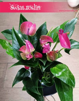 Anthurium Andraeanum Cirano do kupienia online z wysyłką, Anturium Andraeanum Cirano, Kitnia