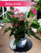 Anthurium Andraeanum Cirano, Anturium Andraeanum Cirano piękna roślina z dostawą online, Kitnia
