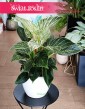 Filodendron Birkin, Philodendron White Measure, Philodendron Birkin