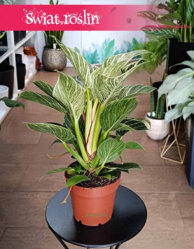 Filodendron Birkin do kupienie online internetowo z dostawą, Philodendron Birkin.