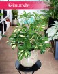 Szeflera Arboricola Gerda, Schefflera Arboricola Gerda.