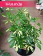 Szeflera Arboricola Gerda do kupienia w sklepie internetowym online z dostawą, Schefflera Arboricola Gerda.