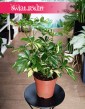 Szeflera Arboricola Gerda najniższa cena w sklepie w Krakowie lub online z dostawą, Schefflera Arboricola Gerda.