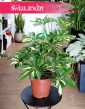 oczyszczająca powietrze Szeflera Arboricola Gerda do biura z dostawą ze sklepu online, Schefflera Arboricola Gerda.