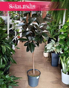Fikus Elastica Abidjan Drzewko, Ficus Elastica Abidjan Drzewko oczyszczający powietrze do kupienia w sklepie
