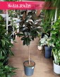 Fikus Elastica Abidjan Drzewko, Ficus Elastica Abidjan Drzewko oczyszczający powietrze do kupienia w sklepie